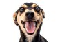 As 10 raças de cães preferidas pelos gaúchos