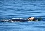 Orca deixa filhote morto após carregá-lo por 17 dias