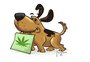 Maconha para cães: assunto ganha força