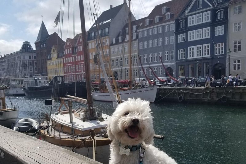 Em Copenhague, a dica é ir para o Street Food de barco, que faz parte do transporte publico da cidade. Além de ser mais econômico, tem-se uma vista linda durante o percurso. Na foto, meu cachorro Pepo em Nyhavn.Bibiana Strohmayer Moradora de Copenhague, em xx de 2018