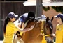 Cavalos são terapeutas nas cidades