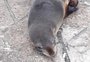 Leão-marinho é encontrado na Avenida Beira-Mar, em Capão da Canoa