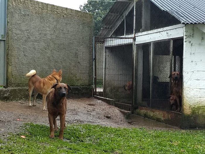 Resultado de imagem para zeladora de sitio é morta por ca cães