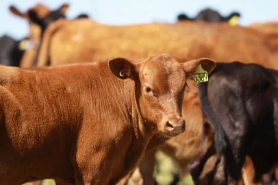 Animais da raça angus