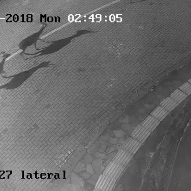 Cervos soltos são flagrados pelas ruas de Gravataí.