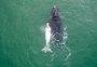 Monitoramento aéreo já avistou mais de 300 baleias no litoral de SC em 2018
