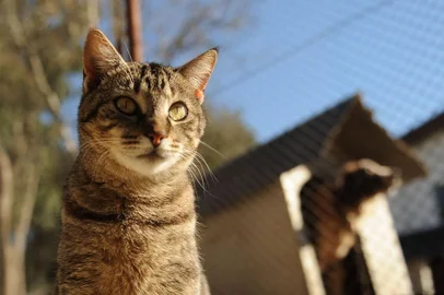  CAXIAS DO SUL, RS, BRASIL, 23/08/2016. A Soama, Sociedade Amigos dos Animais, sofre denúncia de maus-tratos aos animais. Acompanhamos um pouco da rotina de cuidados, que incluiu a limpeza do ouvido de uma cadelinha e a aplicação de remédio, a limpeza dos olhos de um cão e a aplicação de colírio, o estímulo para cães e gatos paraplégicos poderem urinar etc. (Diogo Sallaberry/Agência RBS)