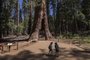 The ancient California Tunnel Tree is seen at the Mariposa Grove of giant sequoias on June 21, 2018 in Yosemite National Park, California which recently reopened after a three-year renovation project to better protect the trees that can live more than 3,000 years. / AFP PHOTO / DAVID MCNEW