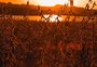 Do charque à soja: federação de produtores mais antiga do Brasil chega aos 90 anos