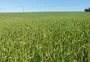 Sol muito bem-vindo nas lavouras de trigo do Estado
