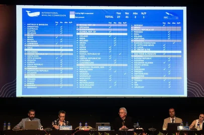  Internacional Whaling Commission 67, que acontece no Costão do Santinho, na capital catarinense.È rejeitada a proposta de liberação à caça as baleiasFotos: Felipe Carneiro