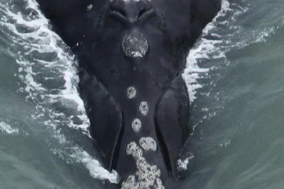 Calosidade presente na cabeça das baleias funcionam como impressos digitais que permitem a identificação de cada animal