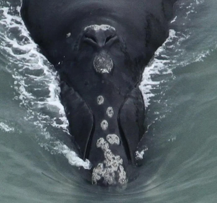 Instituto Australis / Divulgação