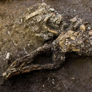 Um sambaqui com duas ossadas humanas e restos de uma fogueira foi encontrado junto às obras de duplicação da BR-470 em Ilhota. O espaço de pouco mais de 1 mil metros quadrados foi descoberto há um ano. Em maio este precioso material foi cuidadosamente retirado do local pelos arqueólogos da Espaço Arqueologia, empresa autorizada pelo Instituto do Patrimônio Histórico e Artístico Nacional (Iphan) para estudar o agora Sambaqui Ilhota 2.