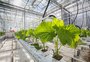 Da ficção à realidade: como a inteligência artificial transforma a agricultura 