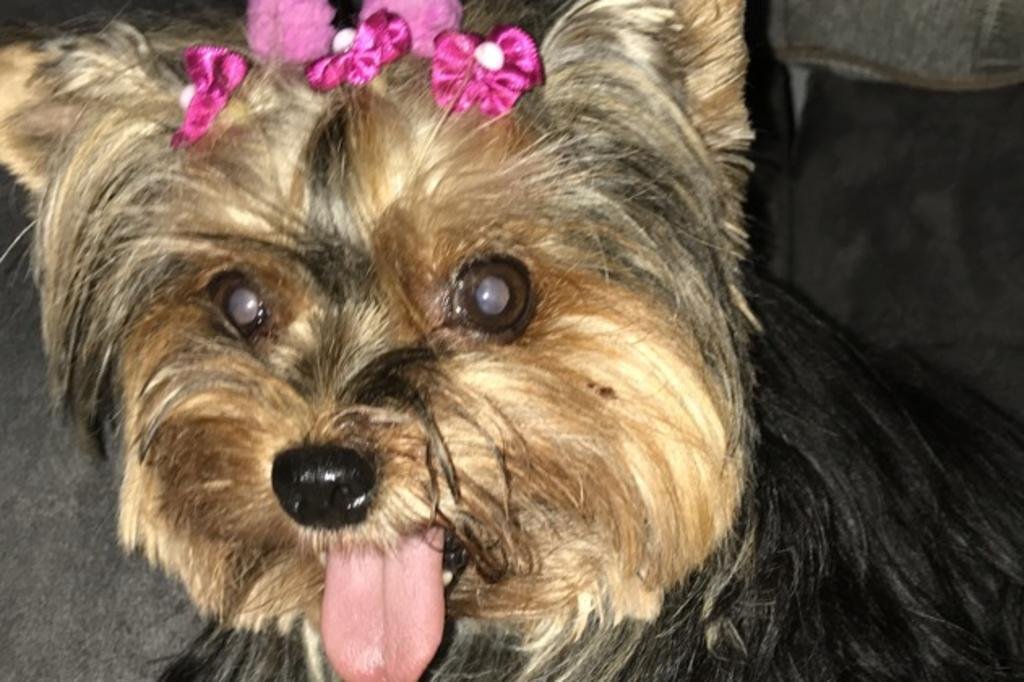 Pitbull Mata Yorkshire Dentro Do Parque Germania Em Porto Alegre Gzh