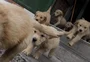 As seis regras básicas para quem tem pets em condomínio