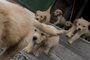 50-day-old Golden Retriever puppies are seen at the Chilean police canine training school in Santiago, on October 09, 2018. - Two hundred dogs of different breeds, such as German Shepherd, Belgian Shepherd, Labrador, Golden Retriever and Swiss Shepherd, are trained at the training school located in the  San Cristobal hill, a green lung in downtown Santiago. (Photo by Martin BERNETTI / AFP) / TO GO WITH AFP STORY BY MIGUEL SANCHEZ