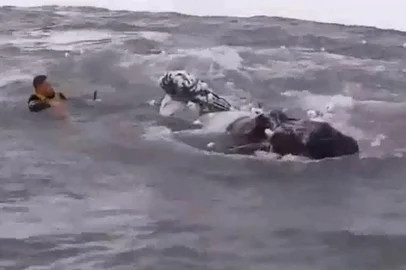 Surfistas salvam filhote de baleia preso em rede de pesca em Laguna