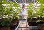 Legalização da maconha para uso recreativo entra em vigor no Canadá