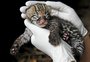 VÍDEO: GramadoZoo registra os primeiros dias de bebê jaguatirica