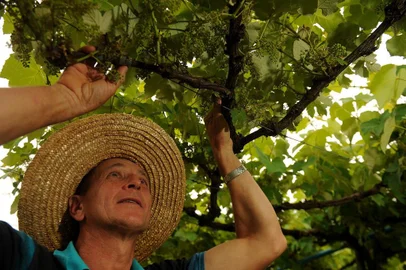 CAXIAS DO SUL, RS, BRASIL 24/10/2018As condições do inverno contribuiram para uma boa floração dos parreirais. Nas foto o agricultor Mario Biondo em seu parreiral no interior de Caxias do Sul. (Felipe Nyland/Agência RBS)