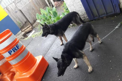 PRF busca donos de cachorros em Caxias. Guarnição encontrou dois cães na BR-116.