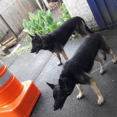 PRF busca donos de cachorros em Caxias. Guarnição encontrou dois cães na BR-116.