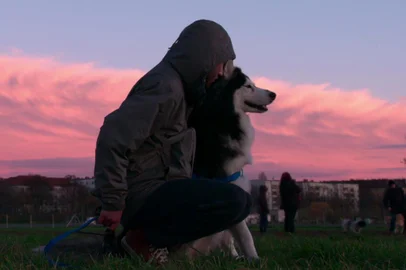 Dogs