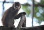 Terra perdeu 60% de seus animais silvestres em 44 anos, diz WWF
