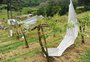 Perdas causadas pelo granizo deverão elevar o valor pago a produtores de uva na Serra