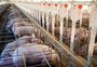 Rússia reabre mercado para a carne suína brasileira
