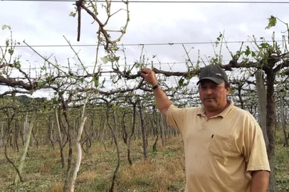 Adenei Ferreira Maciel, produtor de uva da comunidade de Nossa Senhora da Saude, em Monte Alegra dos Campos, lamenta perda total do parreiral.