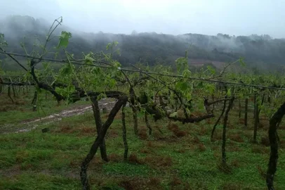 Vendaval , Temporal , Parreirais destruídos em Nova Roma do Sul , granizo na RS 448 Nova Roma do Sul. Propriedade de Luiz Carminatti