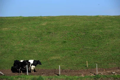  CAXIAS DO SUL, RS, BRASIL 01/08/2018Marta Bolson, proprietária da queijaria Bolson&Camêlo, em Vila Oliva, interior de Caxias. Reportagem sobre o fechamento das agroindústrias devido às exigências e atuação dos fiscais da Secretaria de Agricultura de Caxias do Sul. (Felipe Nyland/Agência RBS)