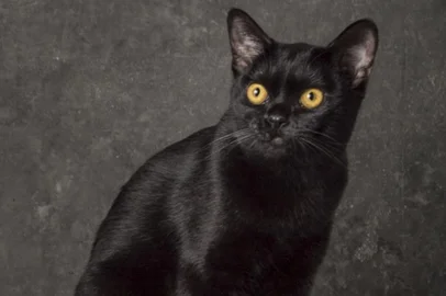 león, gato, o sétimo guardião