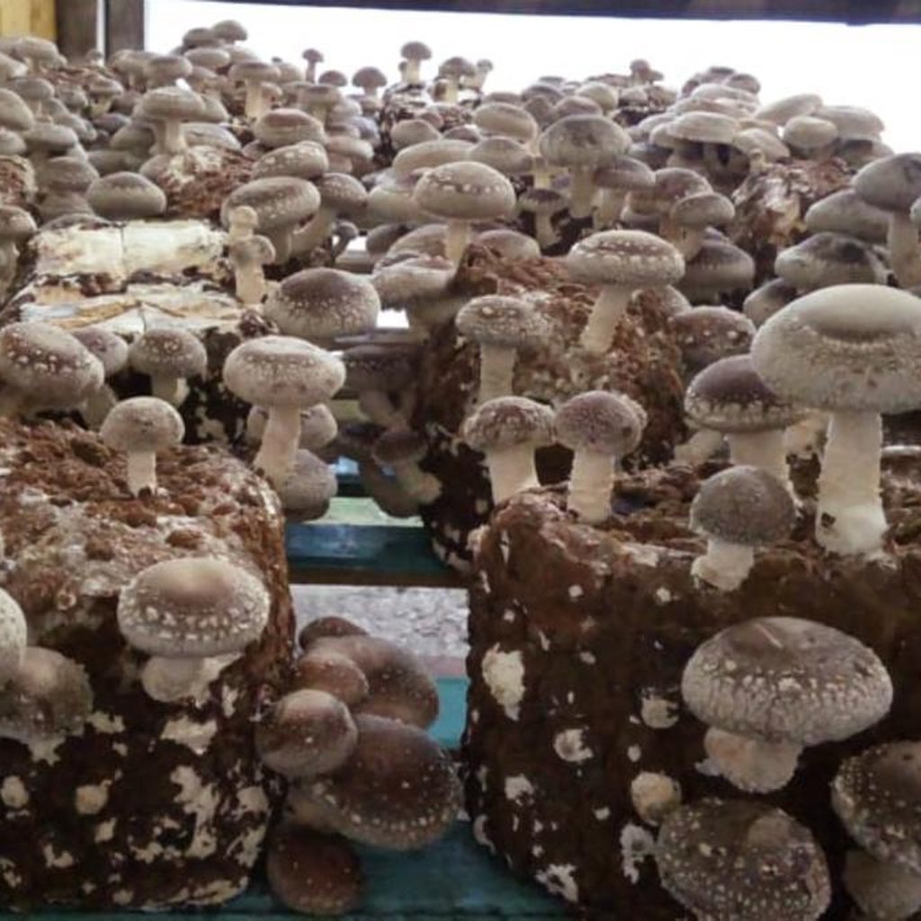Produção de cogumelos shitake ganha destaque em Nova Friburgo