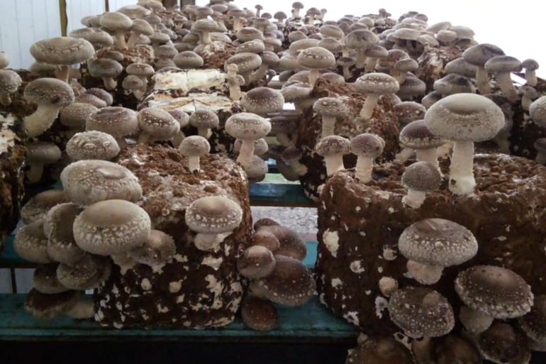 Conheça a produção de semente de cogumelo 