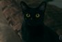 "O Sétimo Guardião": cenas macabras, gato Leon e briga familiar; veja como foi a estreia da novela