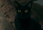 Encenação de Valentina, retorno do gato León e mais: veja reviravoltas de "O Sétimo Guardião"