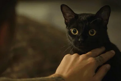 o sétimo guardião, gato león