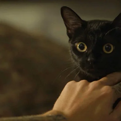 o sétimo guardião, gato león