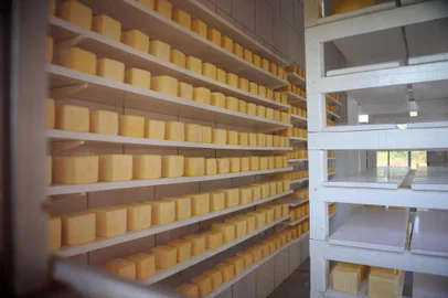  CAXIAS DO SUL, RS, BRASIL 01/08/2018Marta Bolson, proprietária da queijaria Bolson&Camêlo, em Vila Oliva, interior de Caxias. Reportagem sobre o fechamento das agroindústrias devido às exigências e atuação dos fiscais da Secretaria de Agricultura de Caxias do Sul. (Felipe Nyland/Agência RBS)