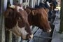  MONTENEGRO-RS-BR 13.12.2017Passo a Passo como fazer uma inseminação em vacas.FOTÓGRAFO: TADEU VILANI AGÊNCIARBS Editoria Campo e Lavoura