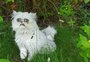 Gato com fisionomia de desenho animado chama atenção