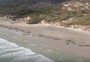 A triste fileira de 145 baleias mortas na Nova Zelândia
