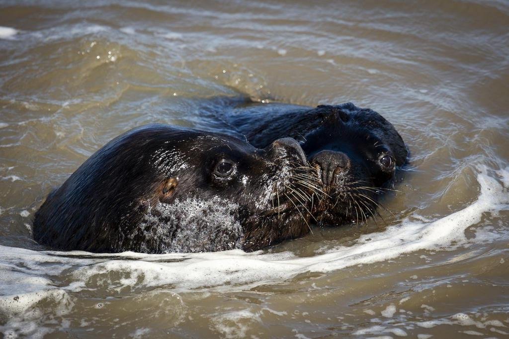 Pit Stop Animal Quem Sao Os Pinipedes Mamiferos Marinhos Que