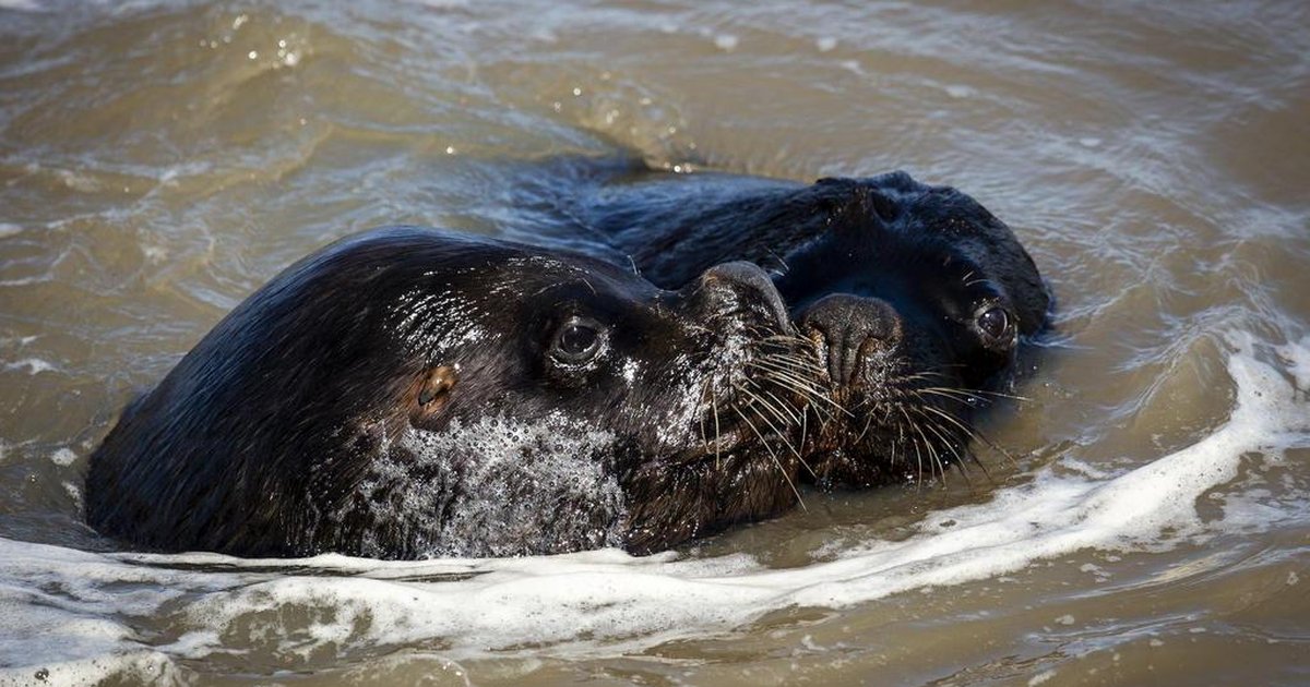 Pit Stop Animal Quem Sao Os Pinipedes Mamiferos Marinhos Que