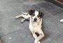 Polícia investiga morte de cachorro em supermercado de São Paulo