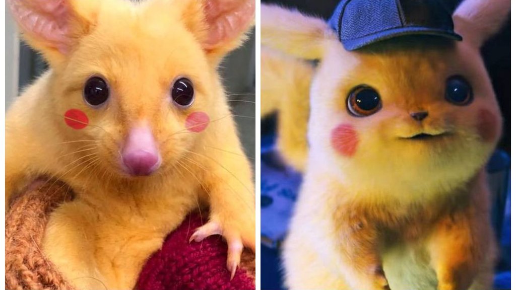 Pikachu da vida real? Gambá de pelos dourados é encontrado na Austrália |  GZH